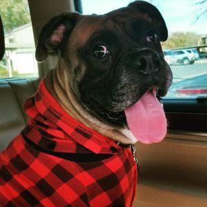 Meet your Posher, Cesar